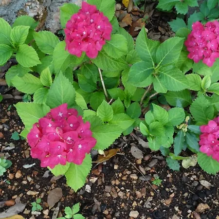 Marija Appartamento Omiš