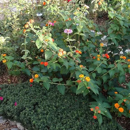 Apartmani Marija * Omis